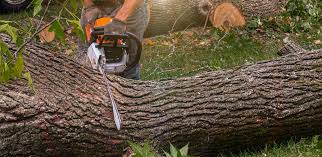 Professional Tree Care Services in Earle, AR